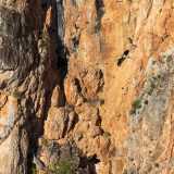 Una cicogna nera in volo � stata invece catturata da Luigi De Vivo all�interno della pittoresca falesia di Gravina